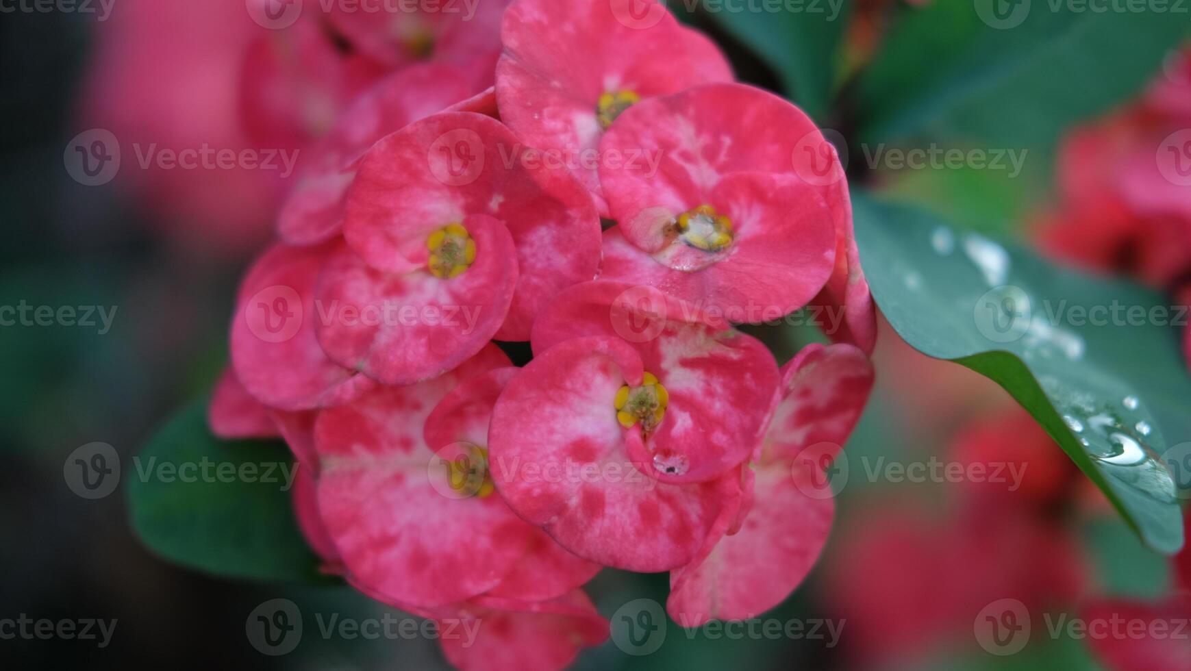 Blooming red flower background close-up. big beautiful garden red flowers. flowers for the holiday, bokeh, macro photo with selective soft focus, floral background.
