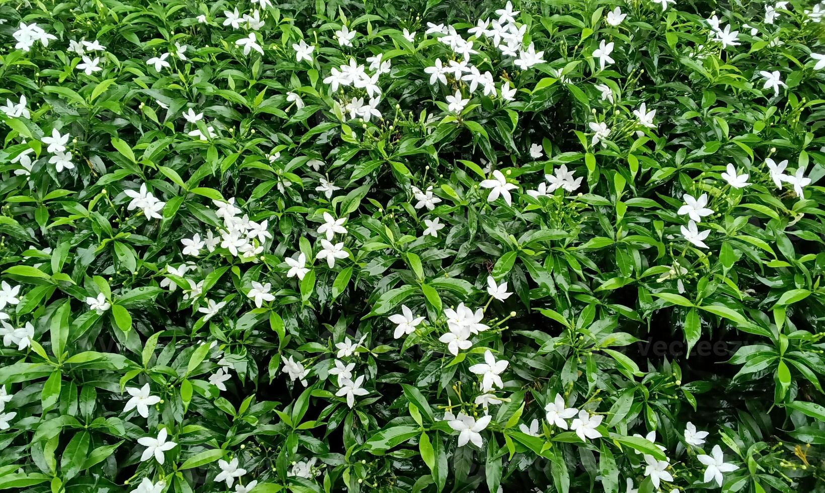 Green leaf tree bloom in garden landscape photo