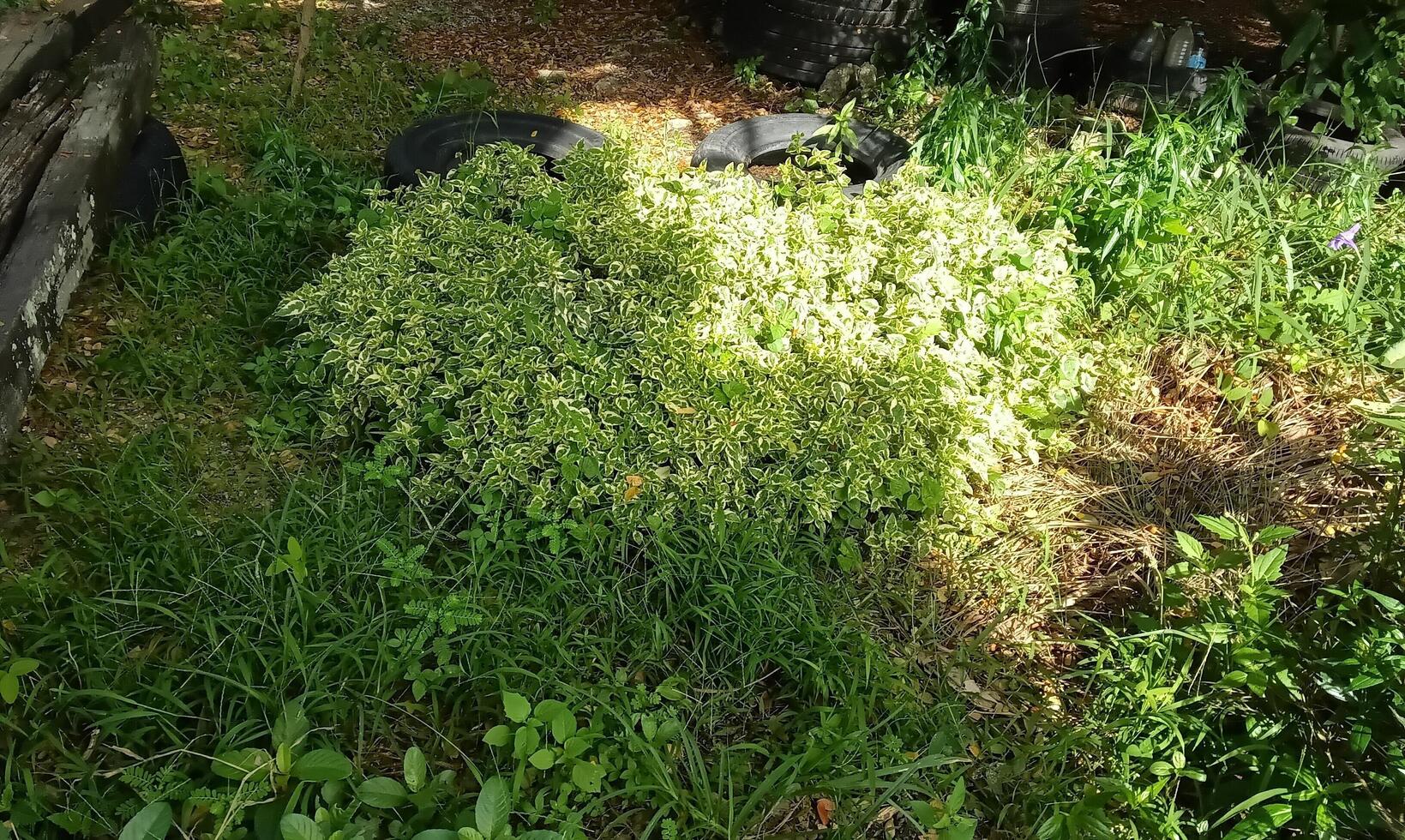 Green leave tree photo