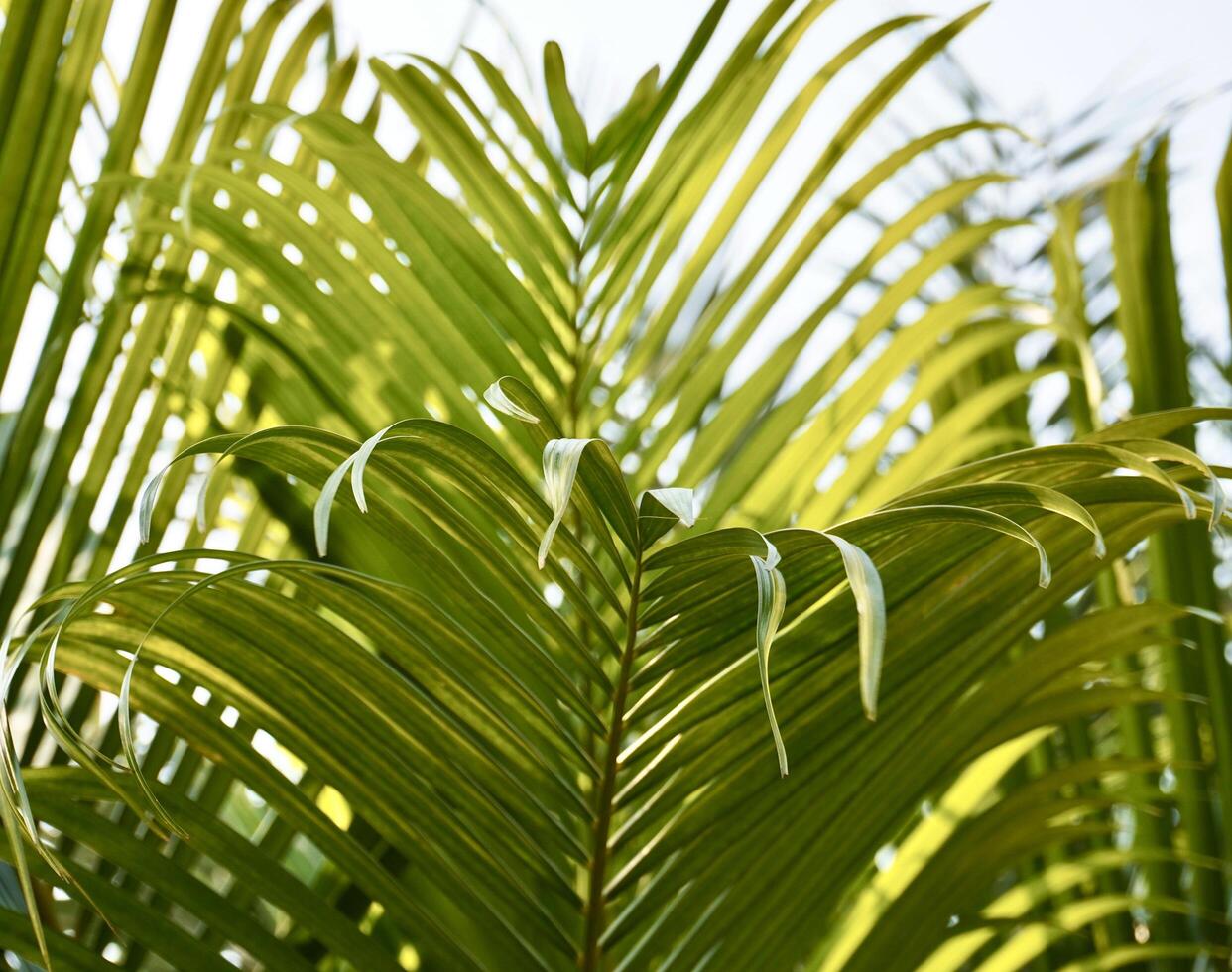 Green fresh botanical garden palm plant with long leaves isolated on horizontal ratio bright sunny summer day environment background. photo