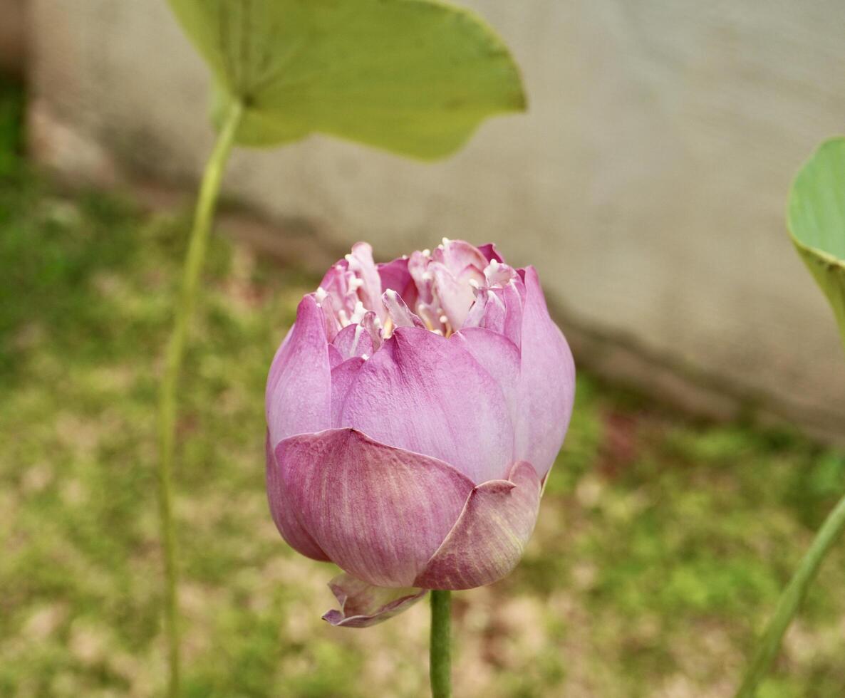 Not yet bloomed pink lotus water lily flower buds isolated on outdoor green grass environment background. photo