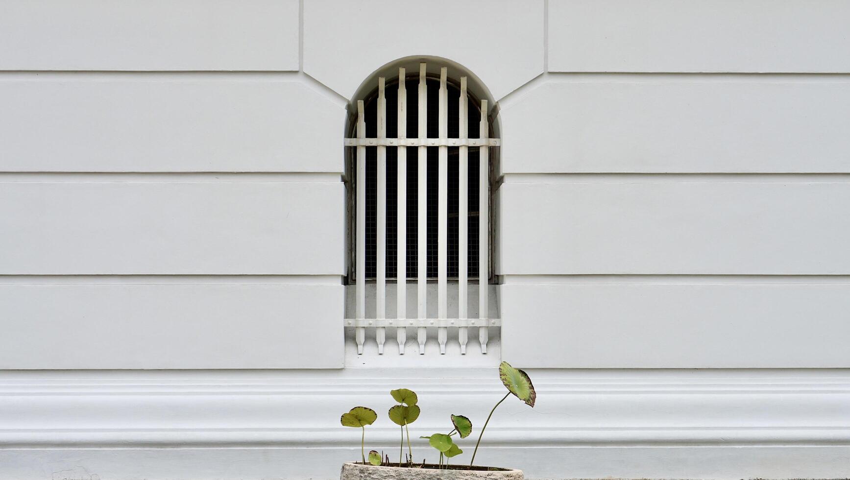 White metal window with steel bars isolated on horizontal white wall exterior and lotus plant leaves small water pond pool decoration on the background. photo