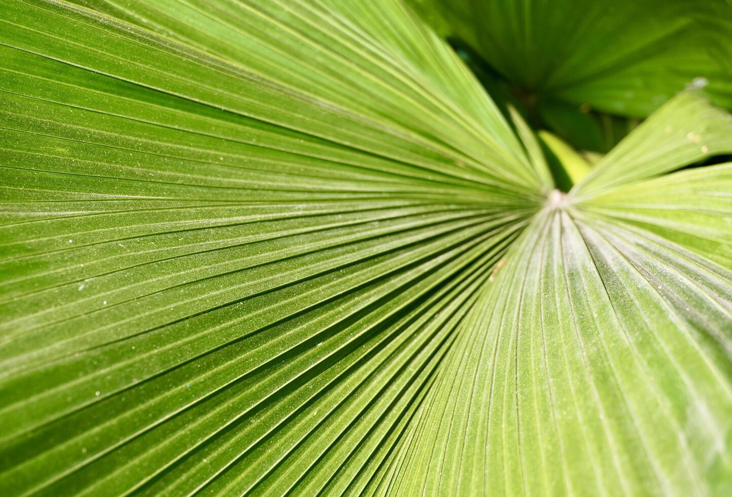 Close up licuala peltata striped green fresh botanical garden palm leaf texture isolated on horizontal ratio background. photo