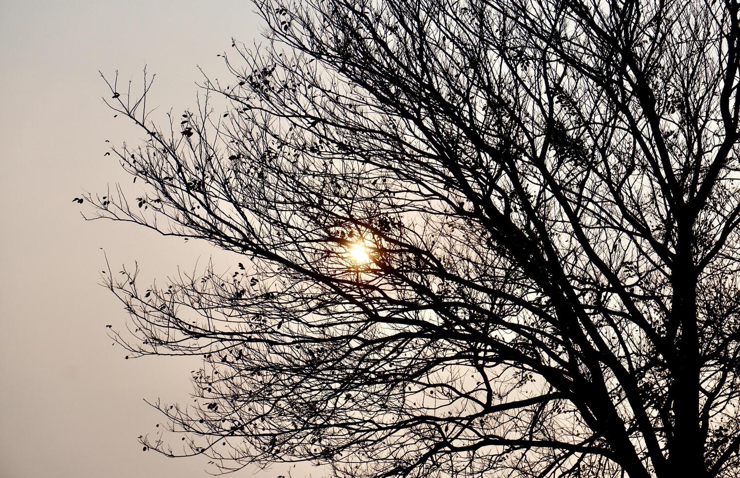 Dry tree trunk and branches with few leaves isolated on horizontal ratio outdoor evening orange sun and sky background. photo