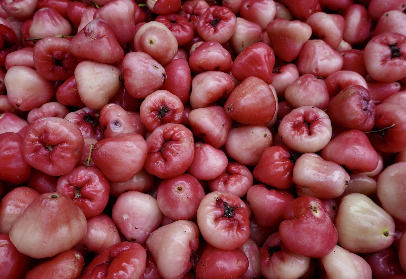 Pile of fresh water guava or jambu air fruits isolated on horizontal ratio full frame background. photo