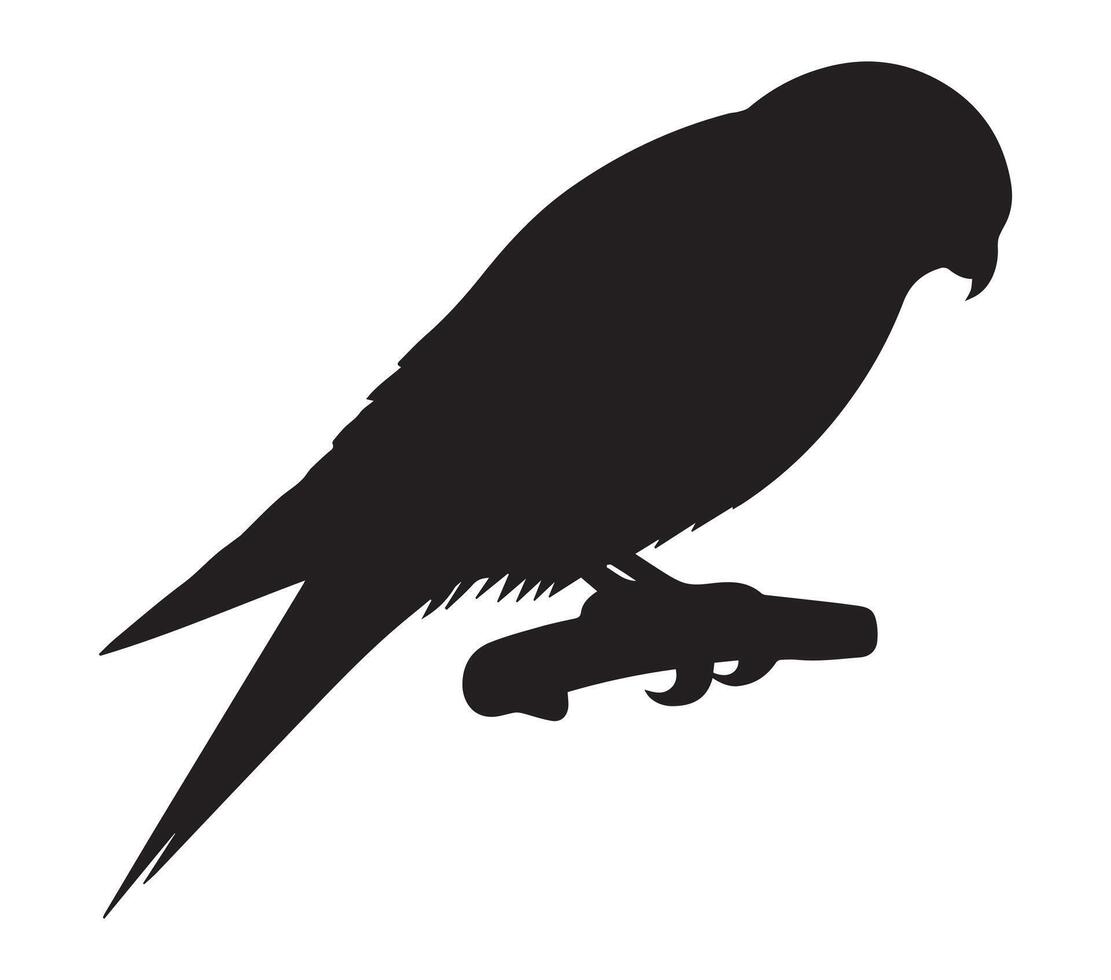 Silhouette of an African Pygmy Falcon on a White Background vector