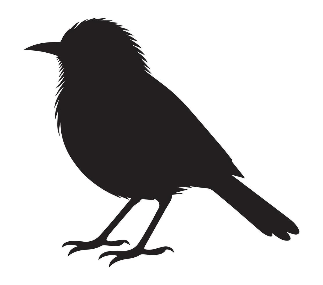 Outlined Silhouette of African Red-eyed Bulbul on White vector