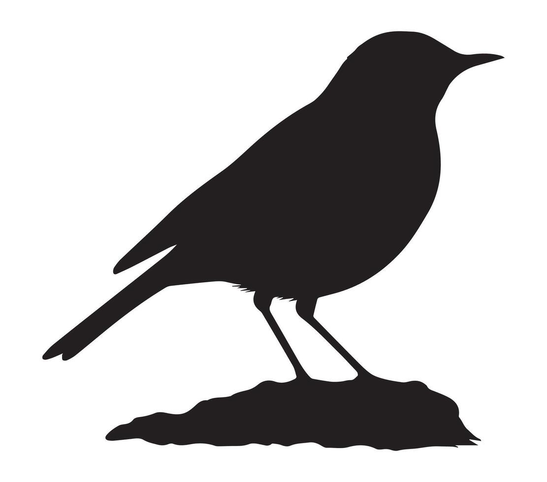 Flat Silhouette of African Rock Pipit on White vector