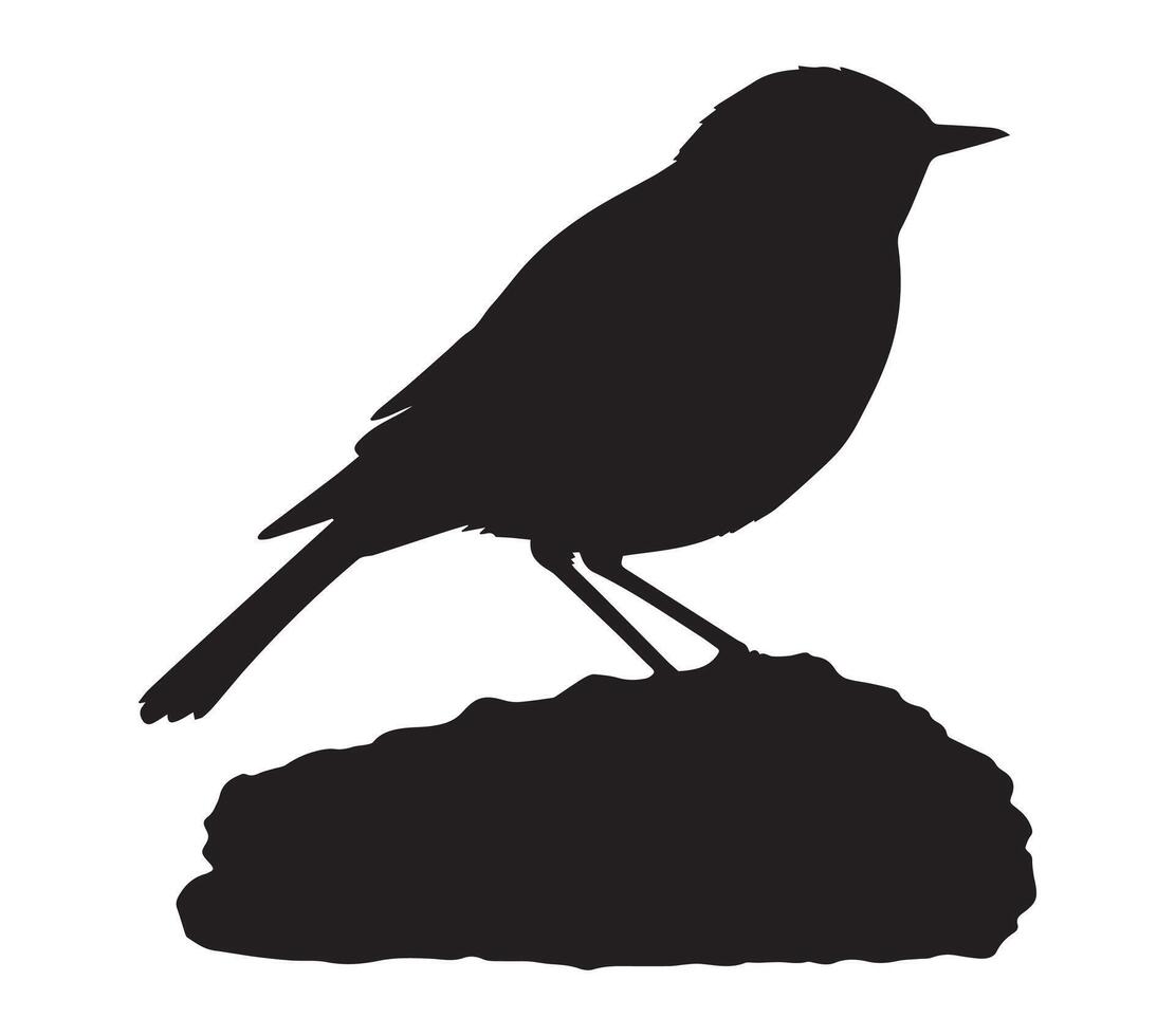 Elegant Silhouette of African Rock Pipit on White vector