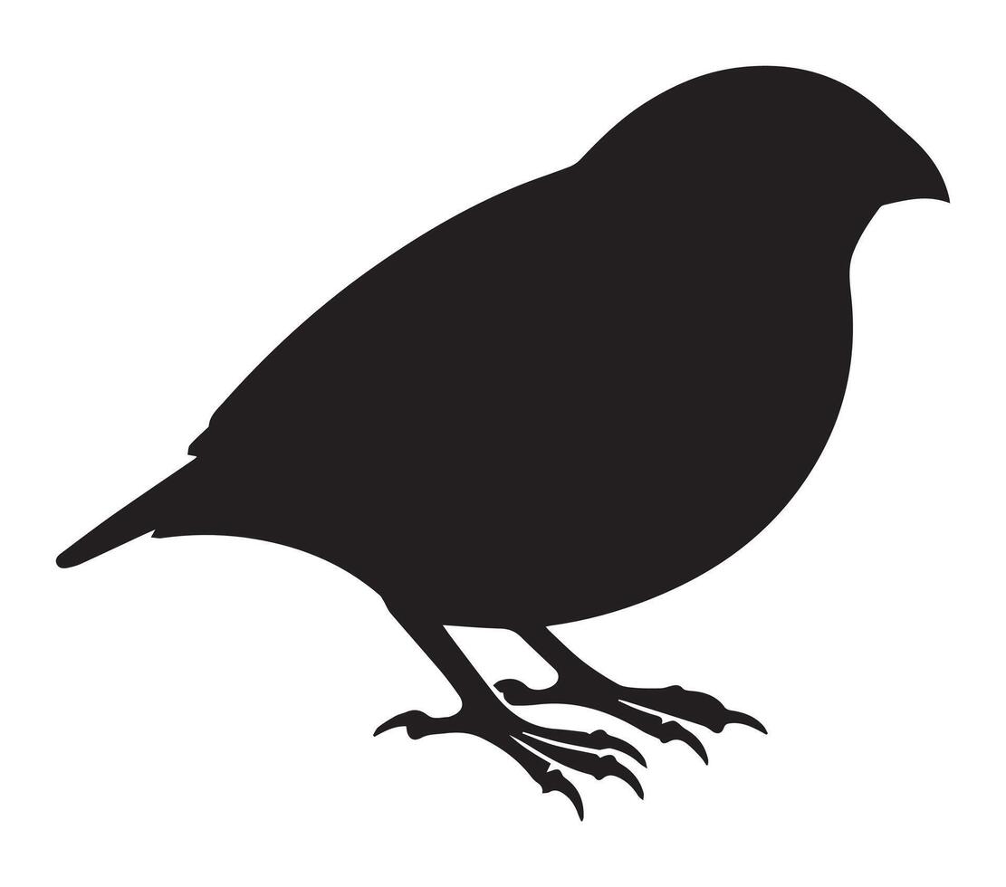 African Quailfinch Silhouette Displayed on White vector
