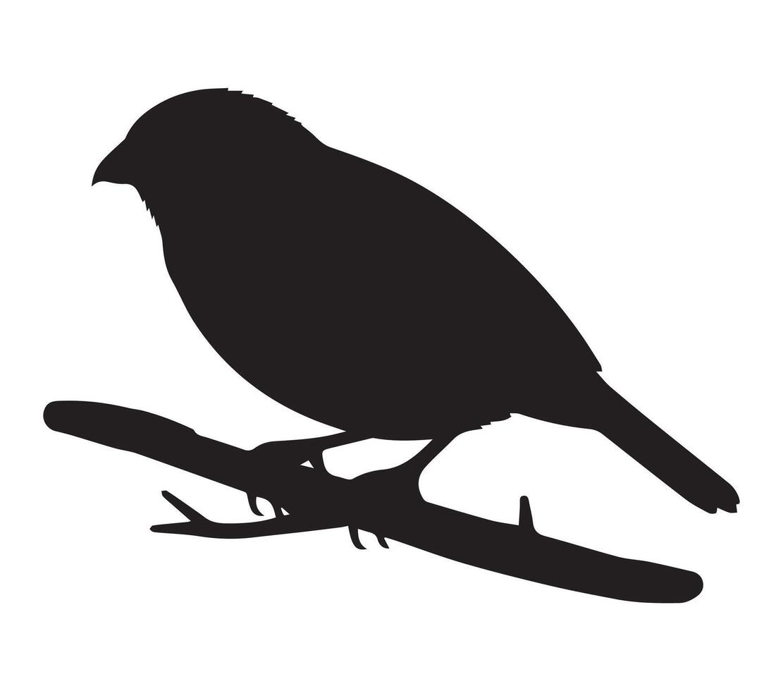 African Quailfinch Silhouetted on a Plain White Background vector