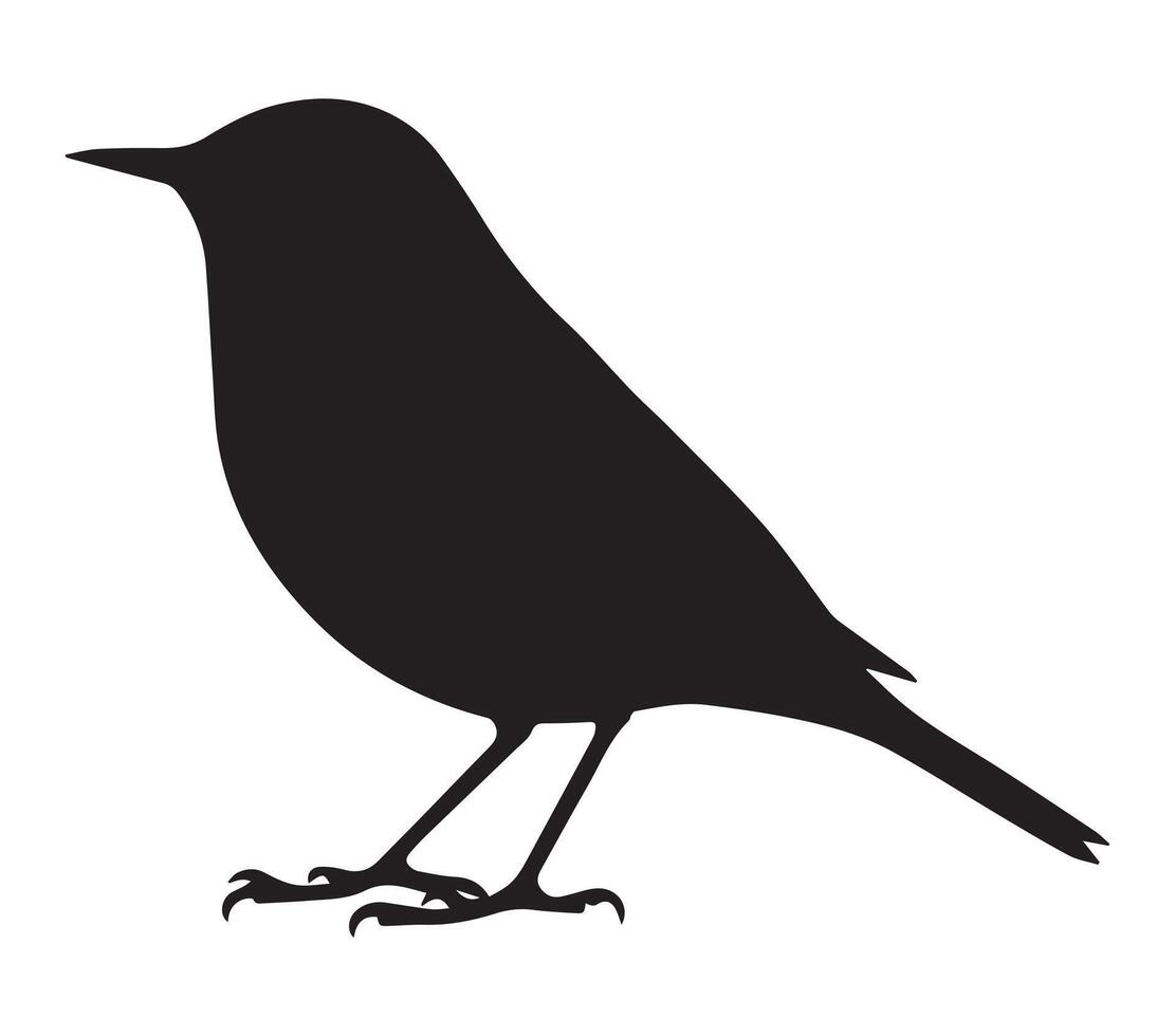 Silhouette of African Rock Pipit on White vector