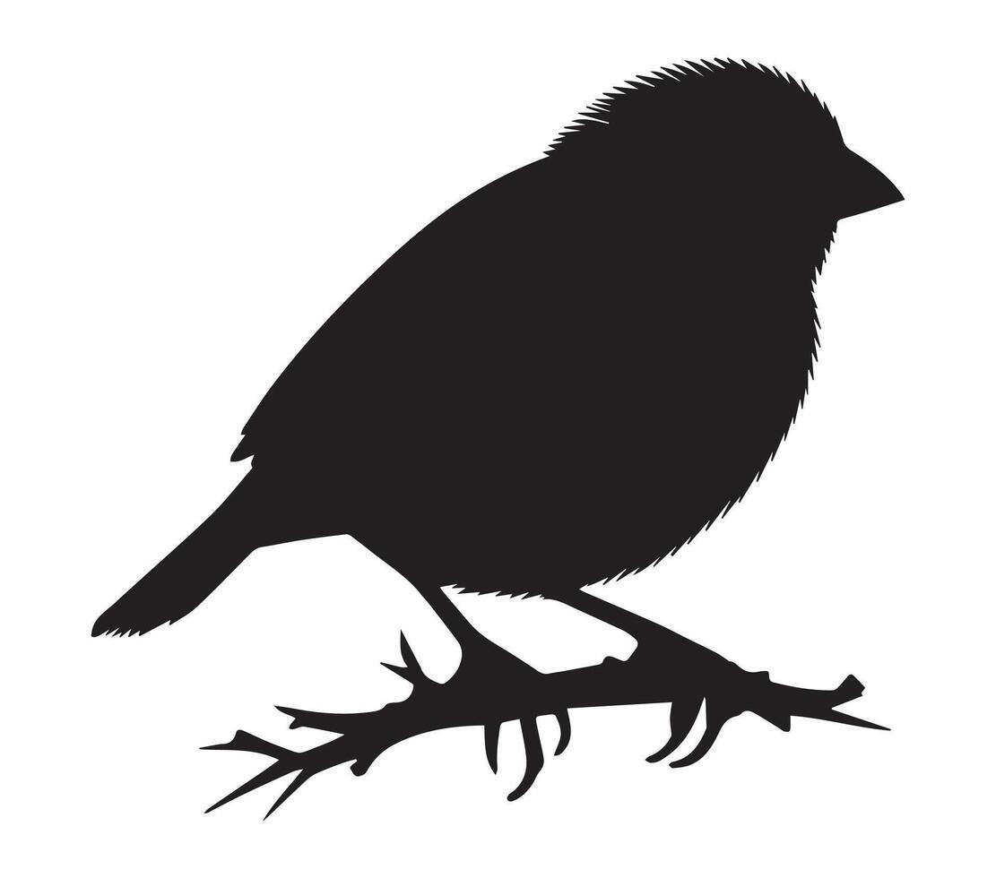 African Quailfinch Figure in Silhouette on White vector