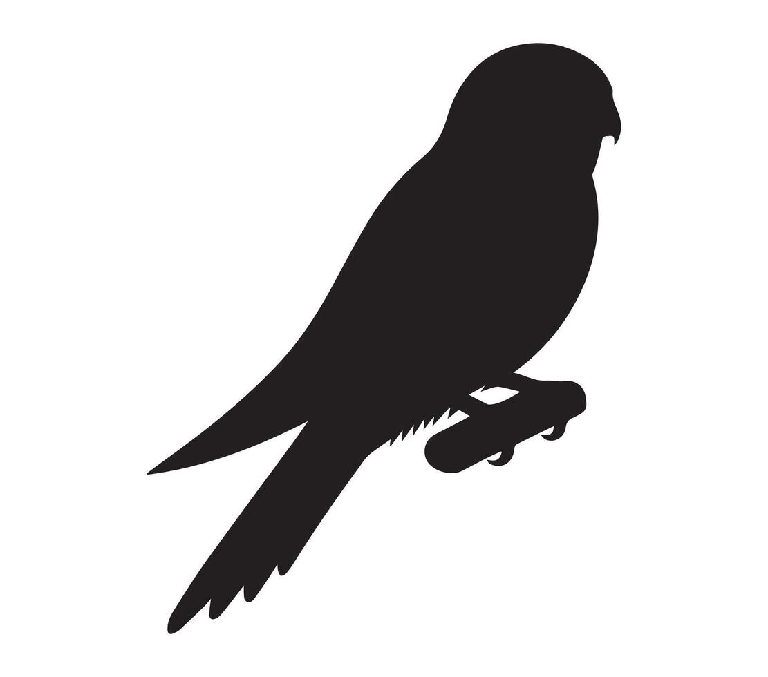 Outline of an African Pygmy Falcon on a Plain White Background vector