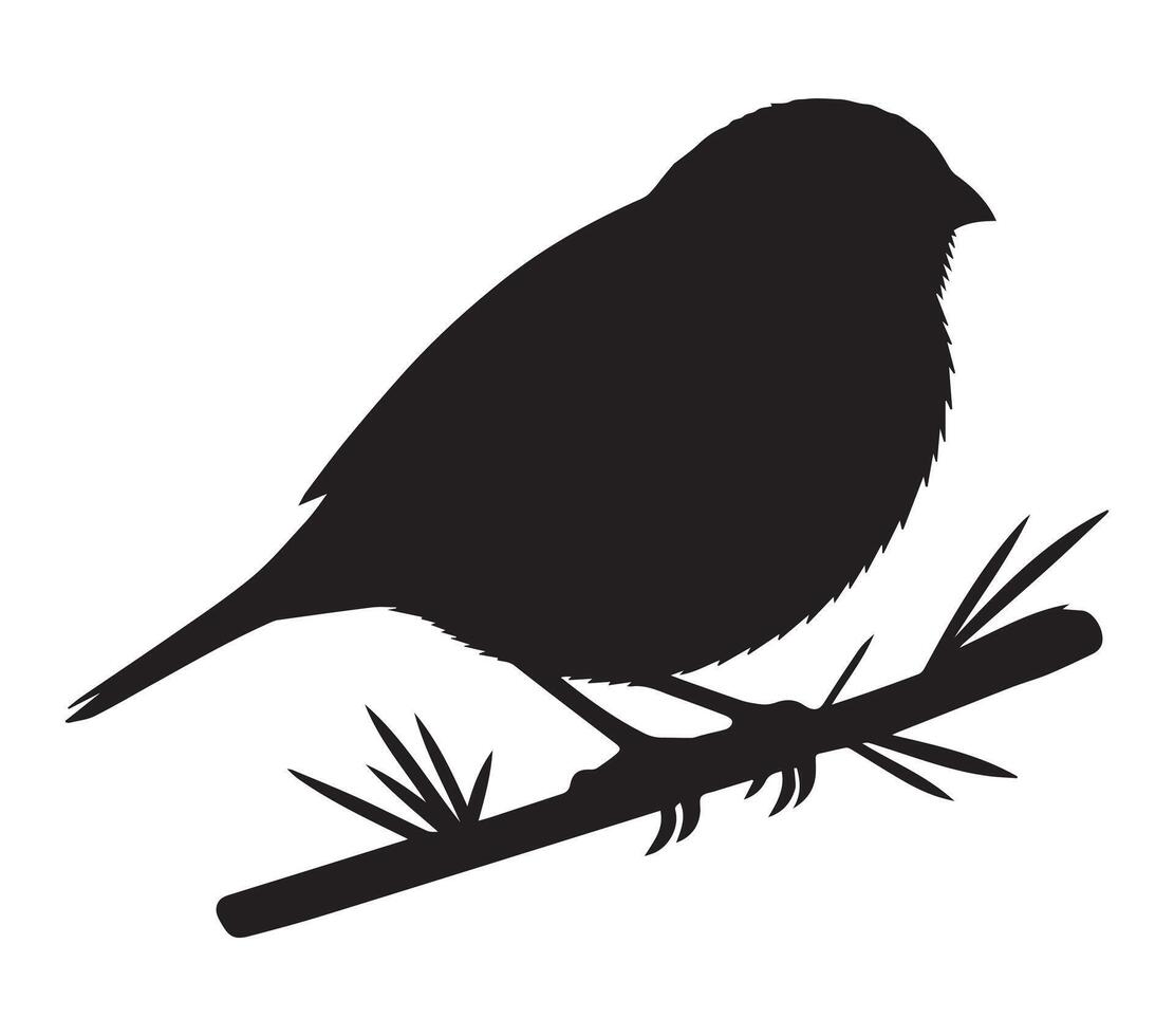 Silhouette of African Quailfinch in Black on White vector