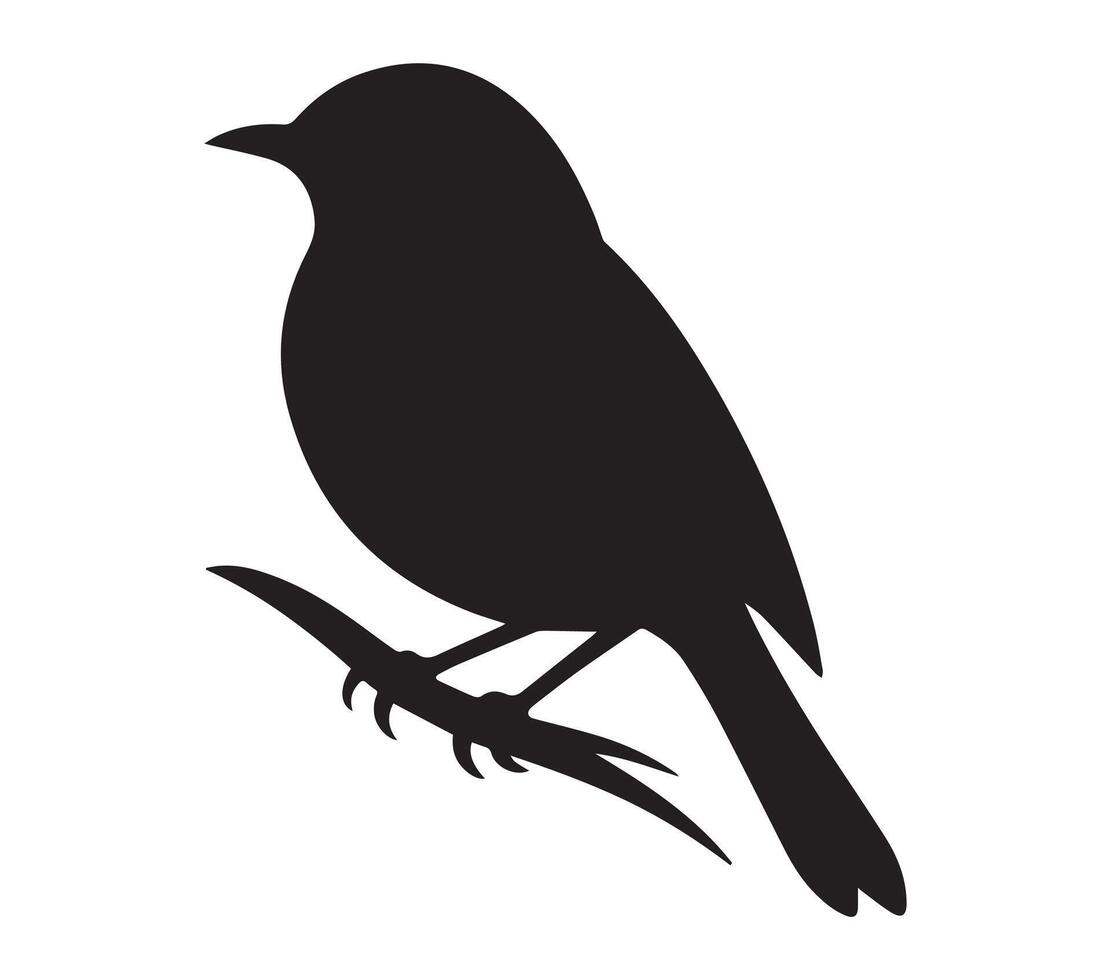 African Red-eyed Bulbul Shadow Image on White vector