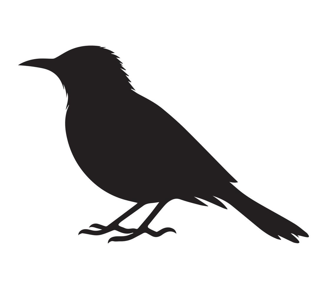 Graphic Silhouette of African Red-eyed Bulbul on White vector