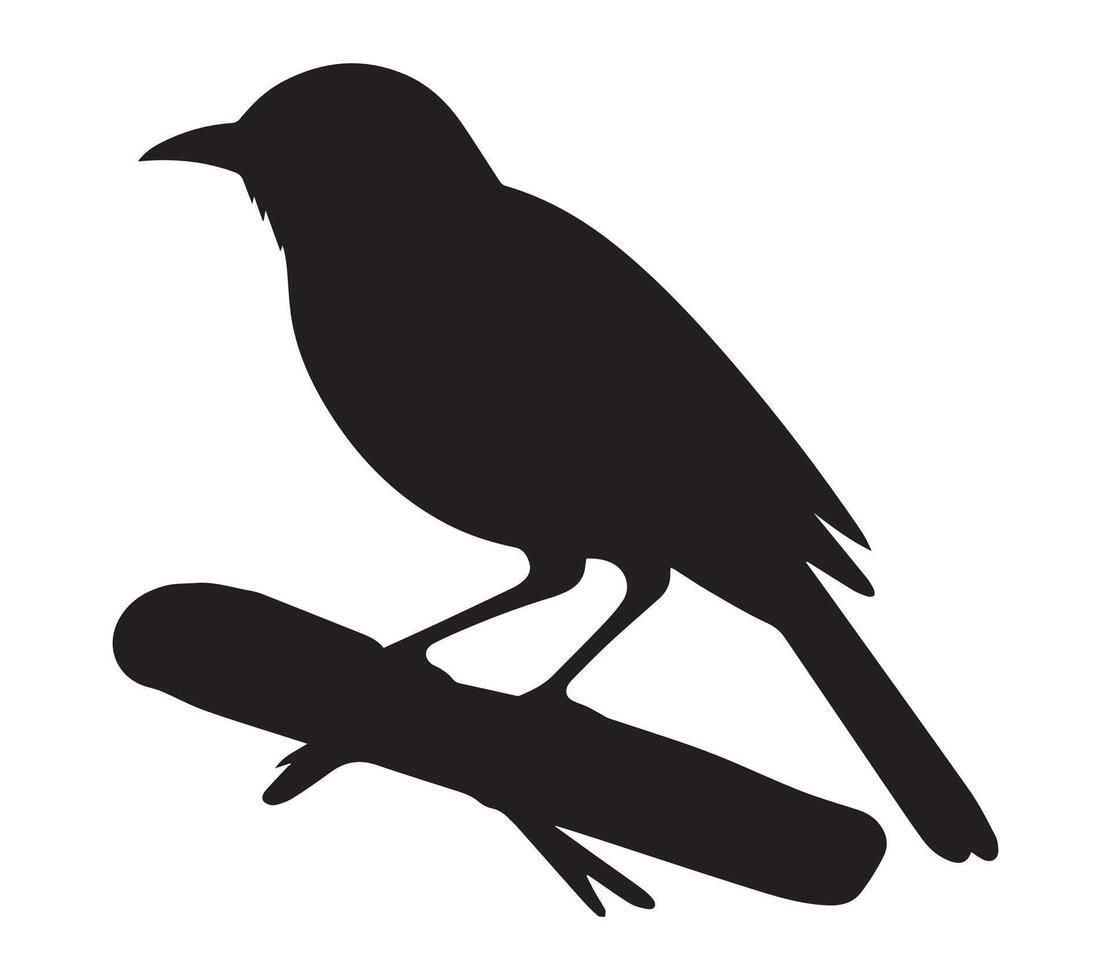 Flat Silhouette of African Red-eyed Bulbul on White vector
