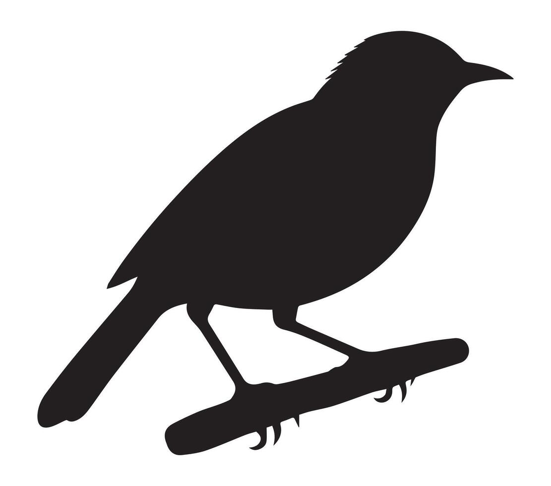 Black African Red-eyed Bulbul Silhouette against White vector