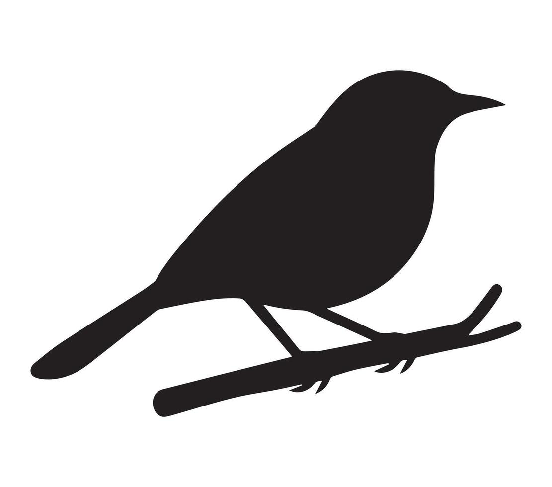 Elegant African Red-eyed Bulbul Silhouette on White vector