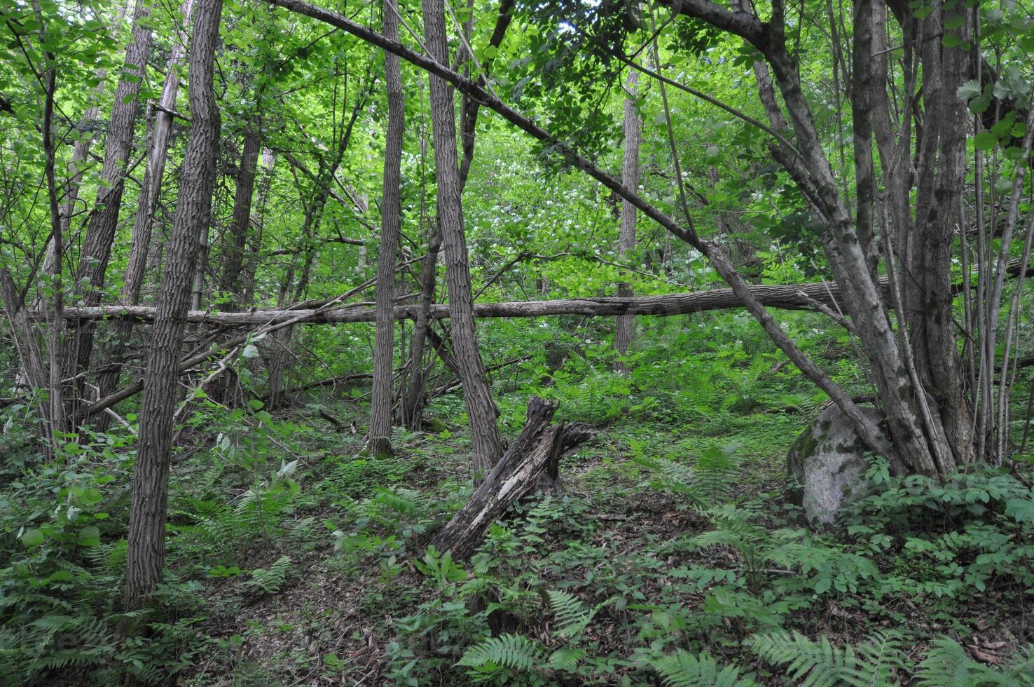 trees natural background photo