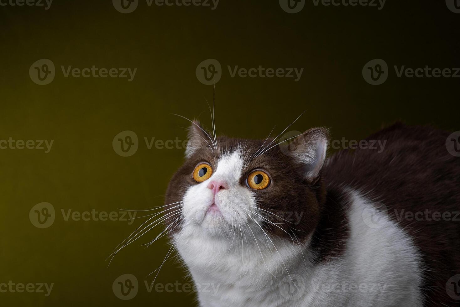 beautiful cat with yellow eyes looking up, studio portrait with cute pet photo