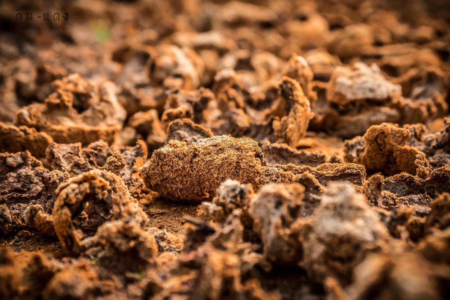 Brown cracked soil photo