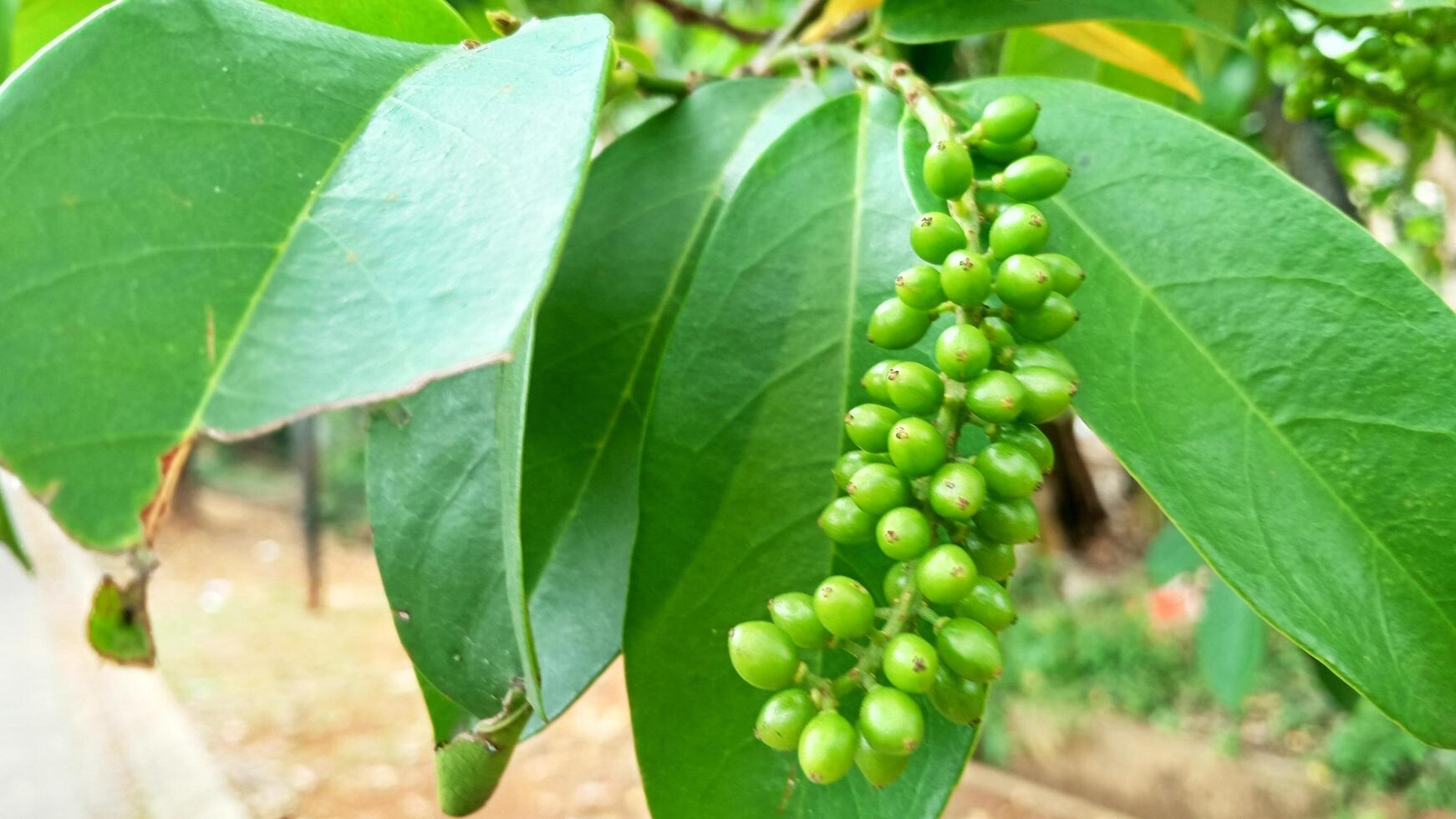 Green berry tree that is still young green photo
