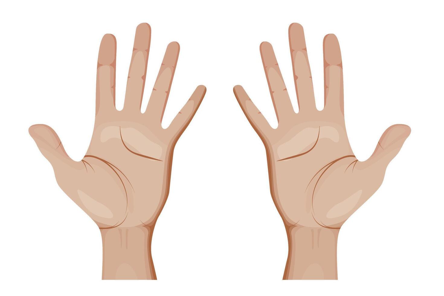 Human Hands Illustration. Open Palms. vector