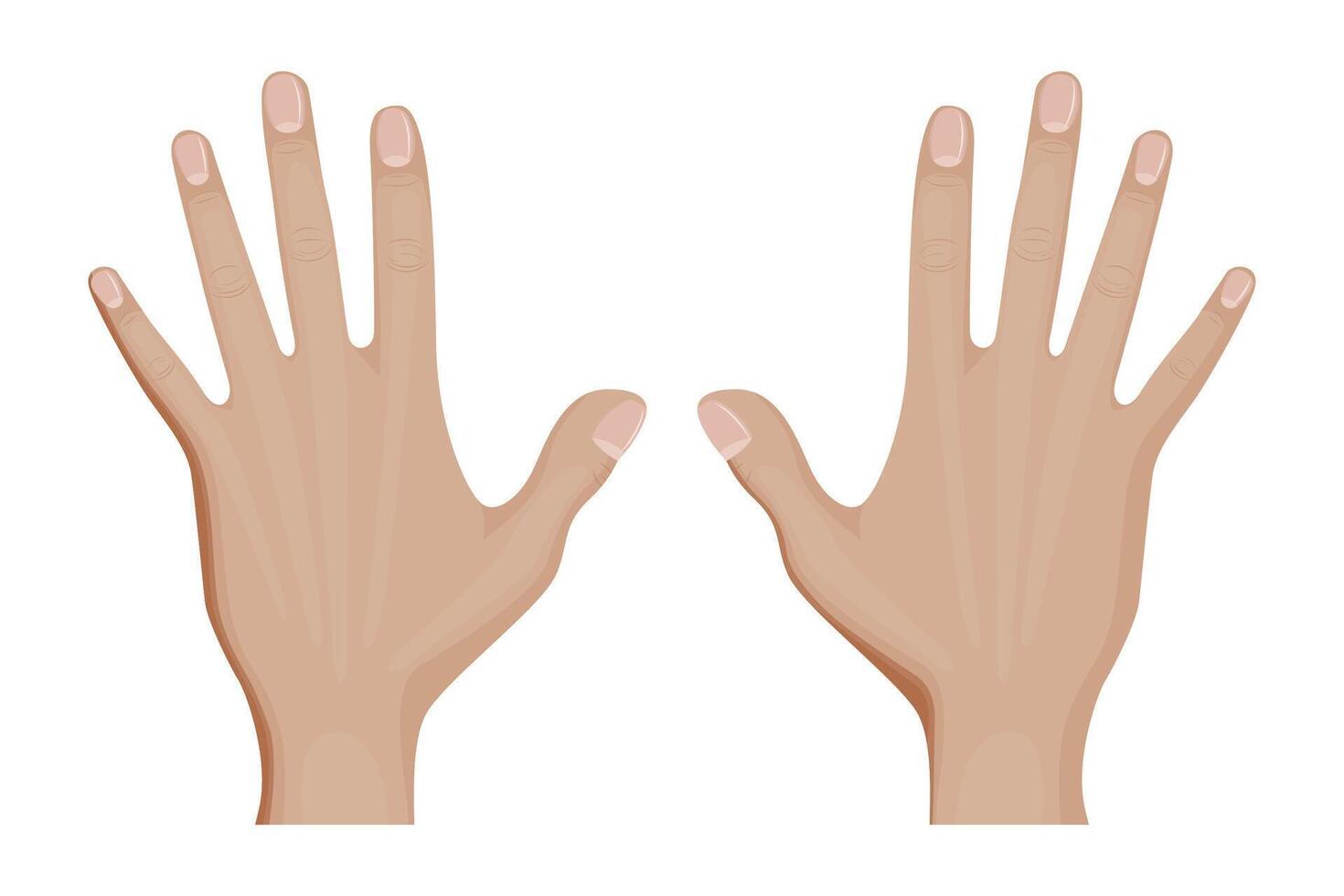 Front side of hand illustration design. vector