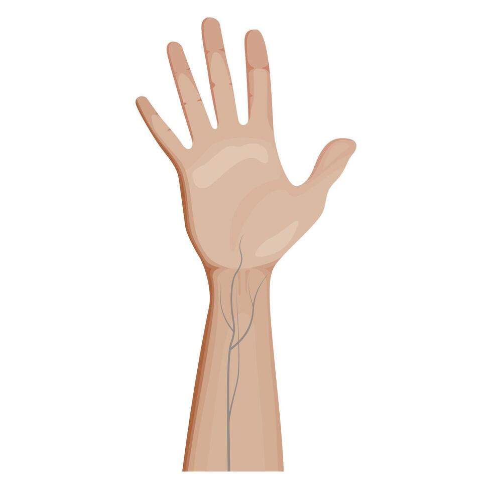 Human hand with visible veins, showcasing detailed anatomy. Vascular system, hands structure. Realistic human anatomy. vector
