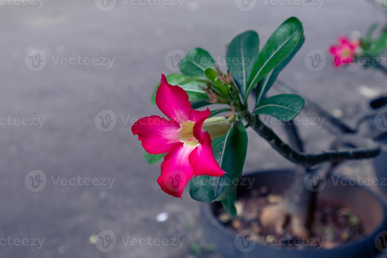 Red frangipani flowers in pot photo