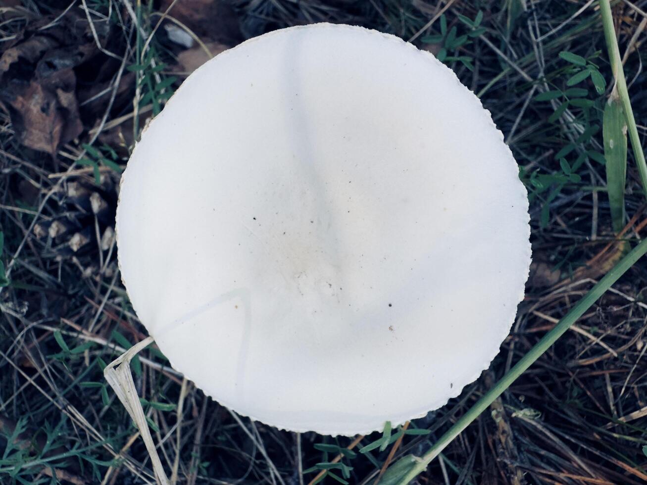 A Delicate White Mushroom Underneath This little beauty caught my eye during a recent forest walk. Its delicate white cap and slender stem make it a true gem of nature photo