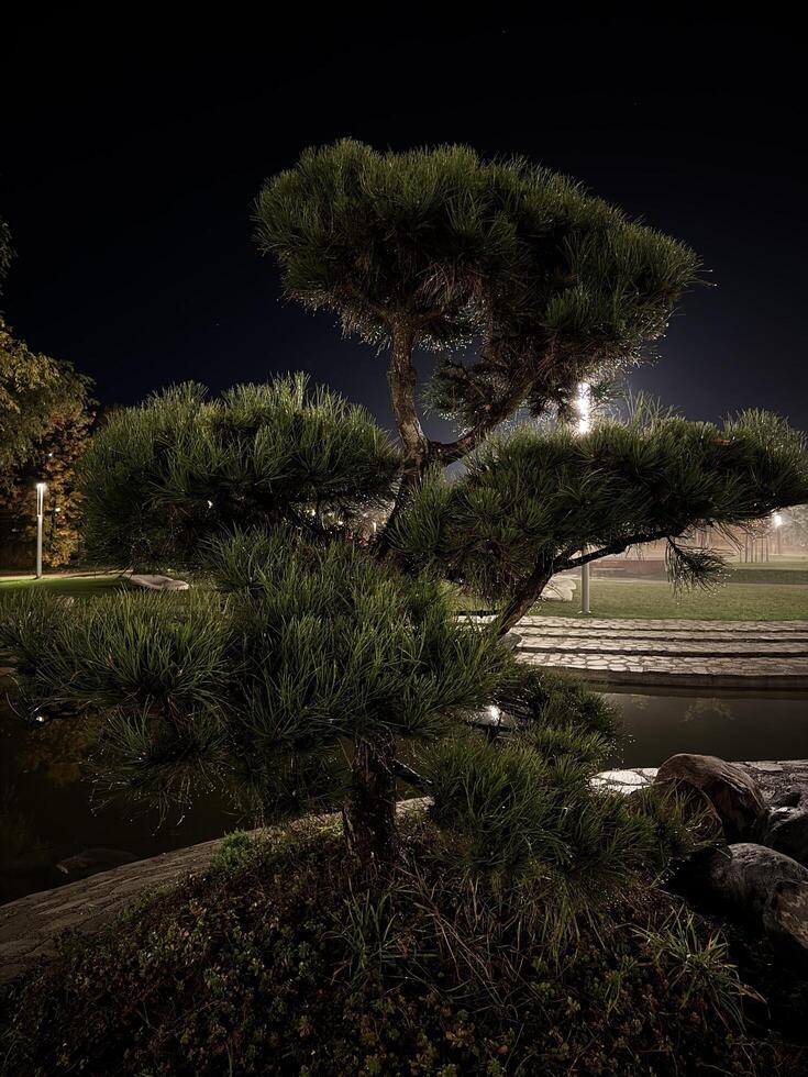 A solitary pine tree stands tall in a small pond, illuminated by soft, ambient light. The tree's silhouette is reflected in the still water, creating a serene and peaceful atmosphere. photo