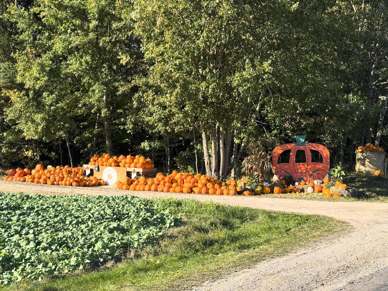 A vibrant autumn scene with pumpkins stacked high on wooden crates in front of a rustic barn. A hayride wagon sits nearby, inviting visitors to enjoy the fall festivities photo