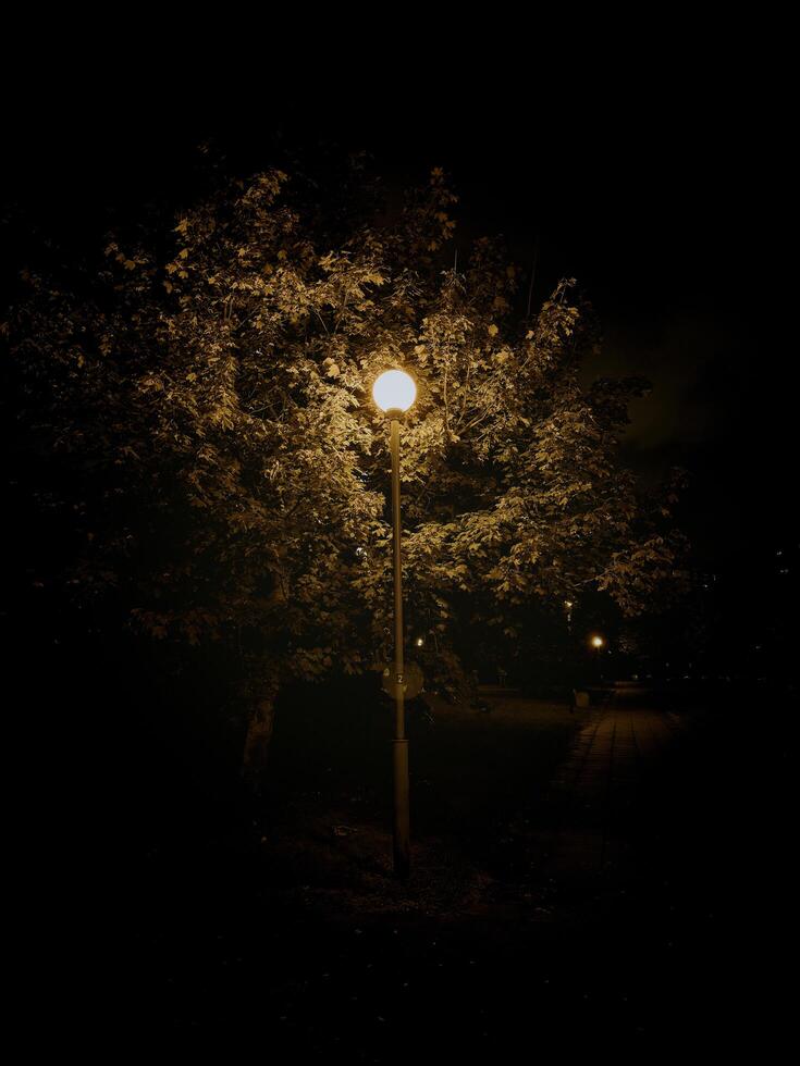 The light casts a warm glow on the leaves and branches of nearby trees, creating an atmosphere that is both serene and slightly mysterious due to the darkness around. photo