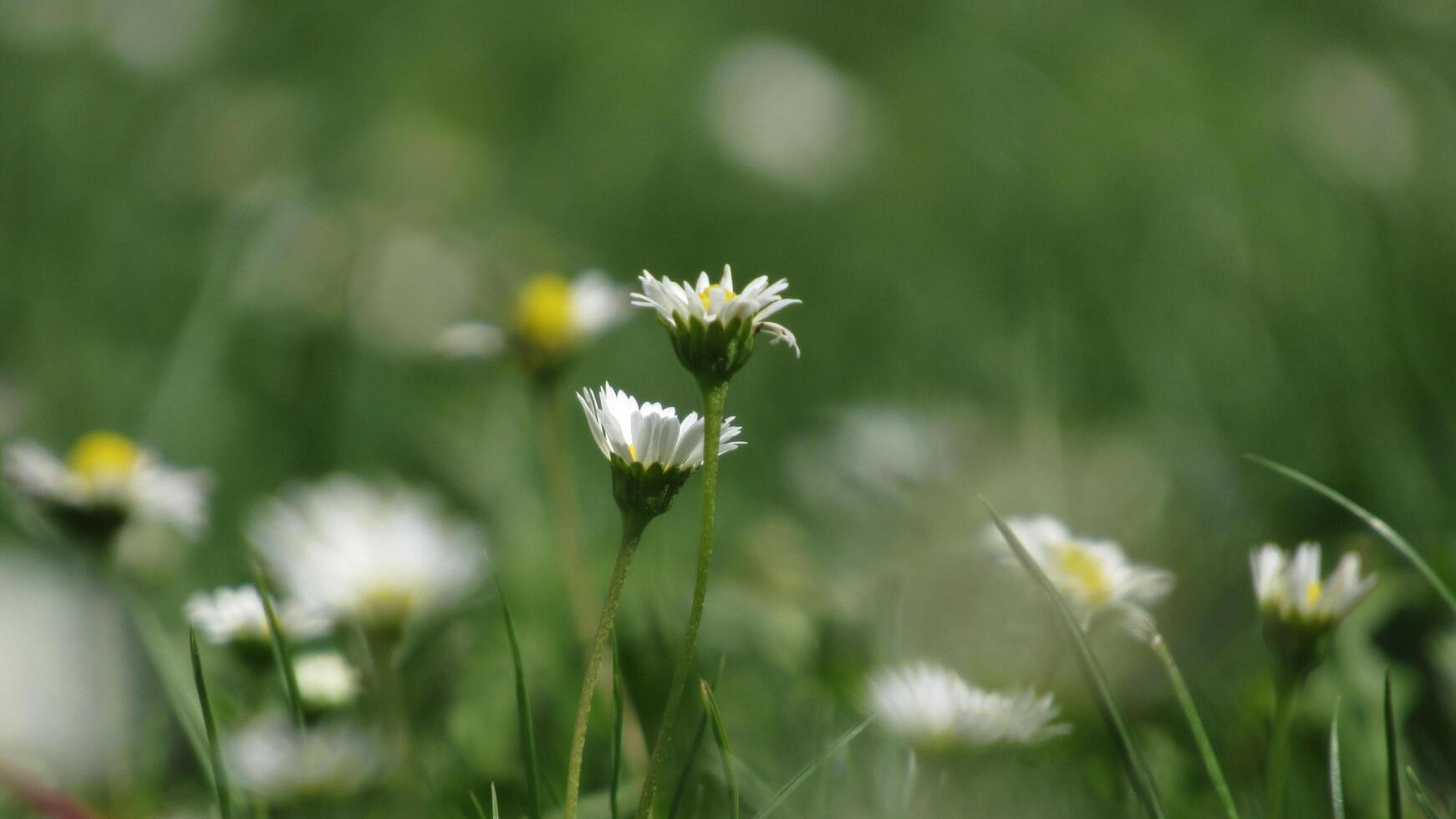 White daisies in a field of green grass photo