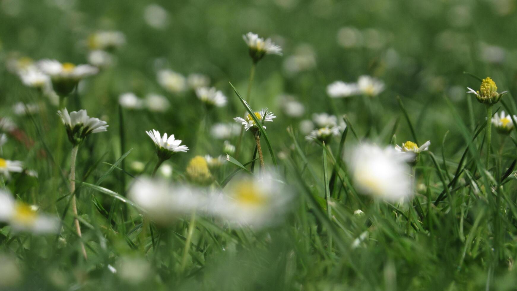 Daisies in the grass photo
