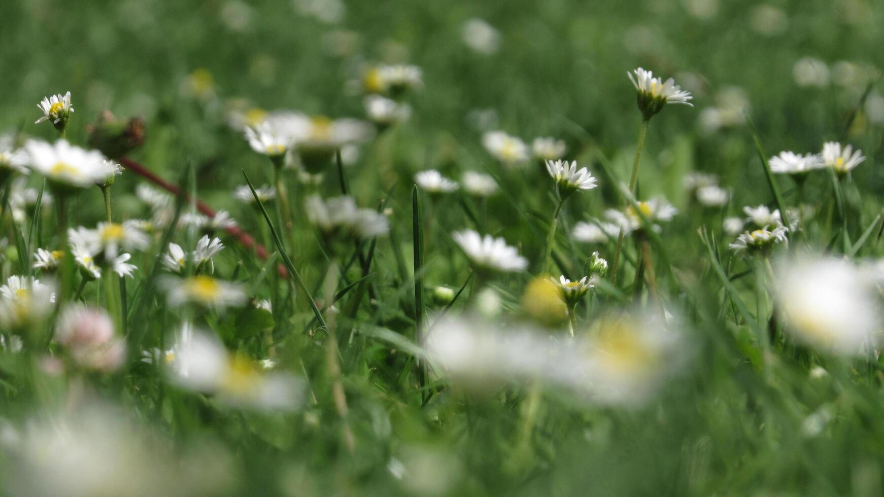 Daisies in the grass photo