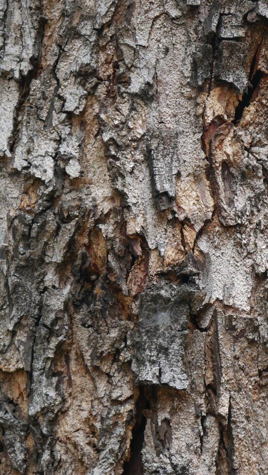 Wooden bark of tree gray brown background texture. photo