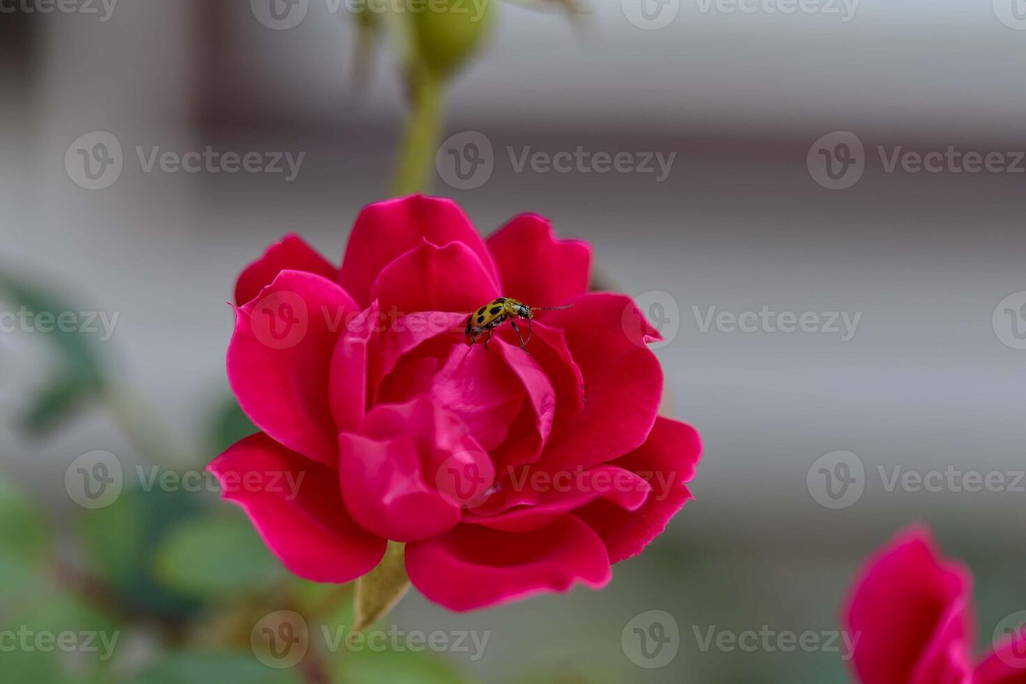 solitary cherry red rose bloom recently opened in the garden photo