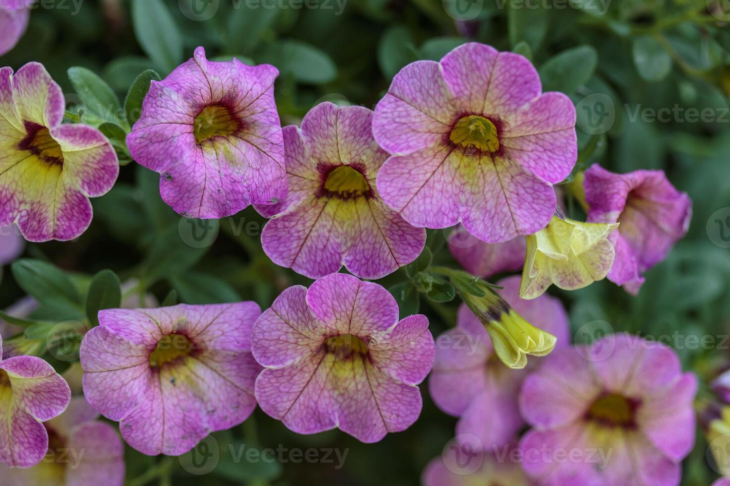 close up side view of yellow and pink Million Bells blossoms in a planter photo