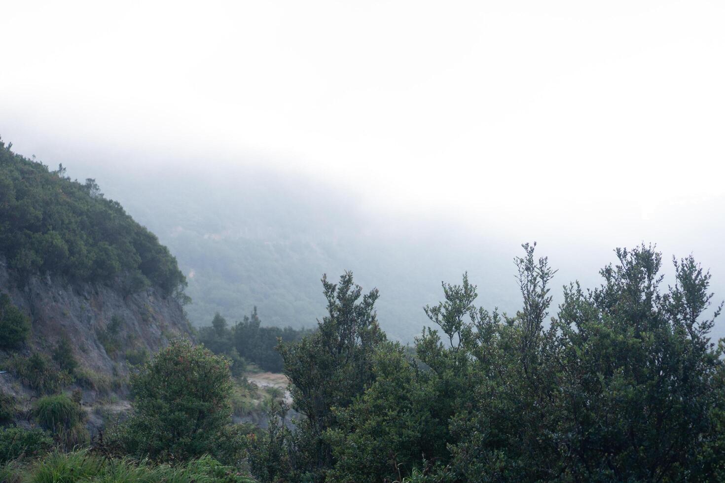 natural view of a forest on a mountain filled with mist photo