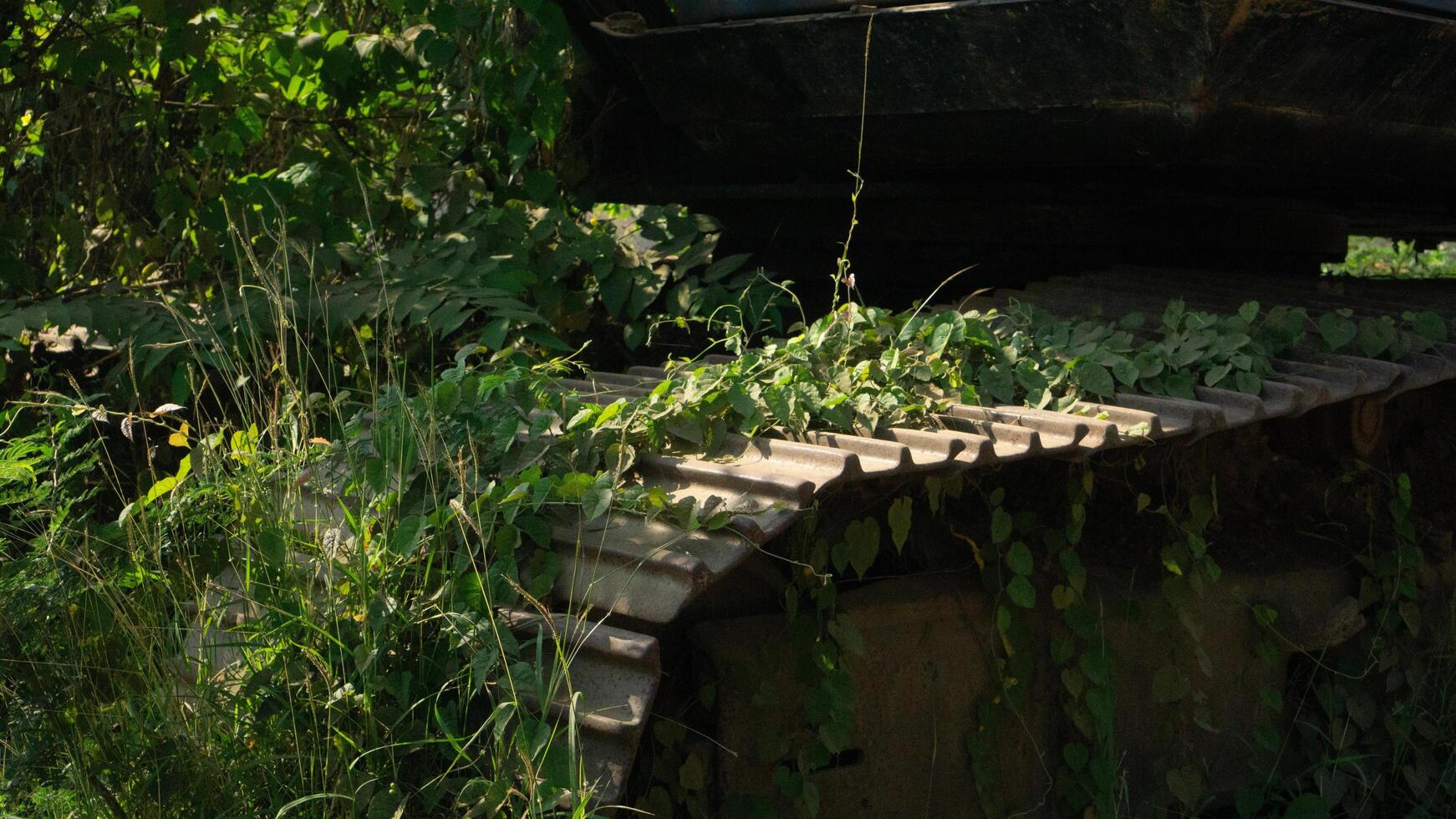an abandoned green excavator filled with wild grass growing around it photo