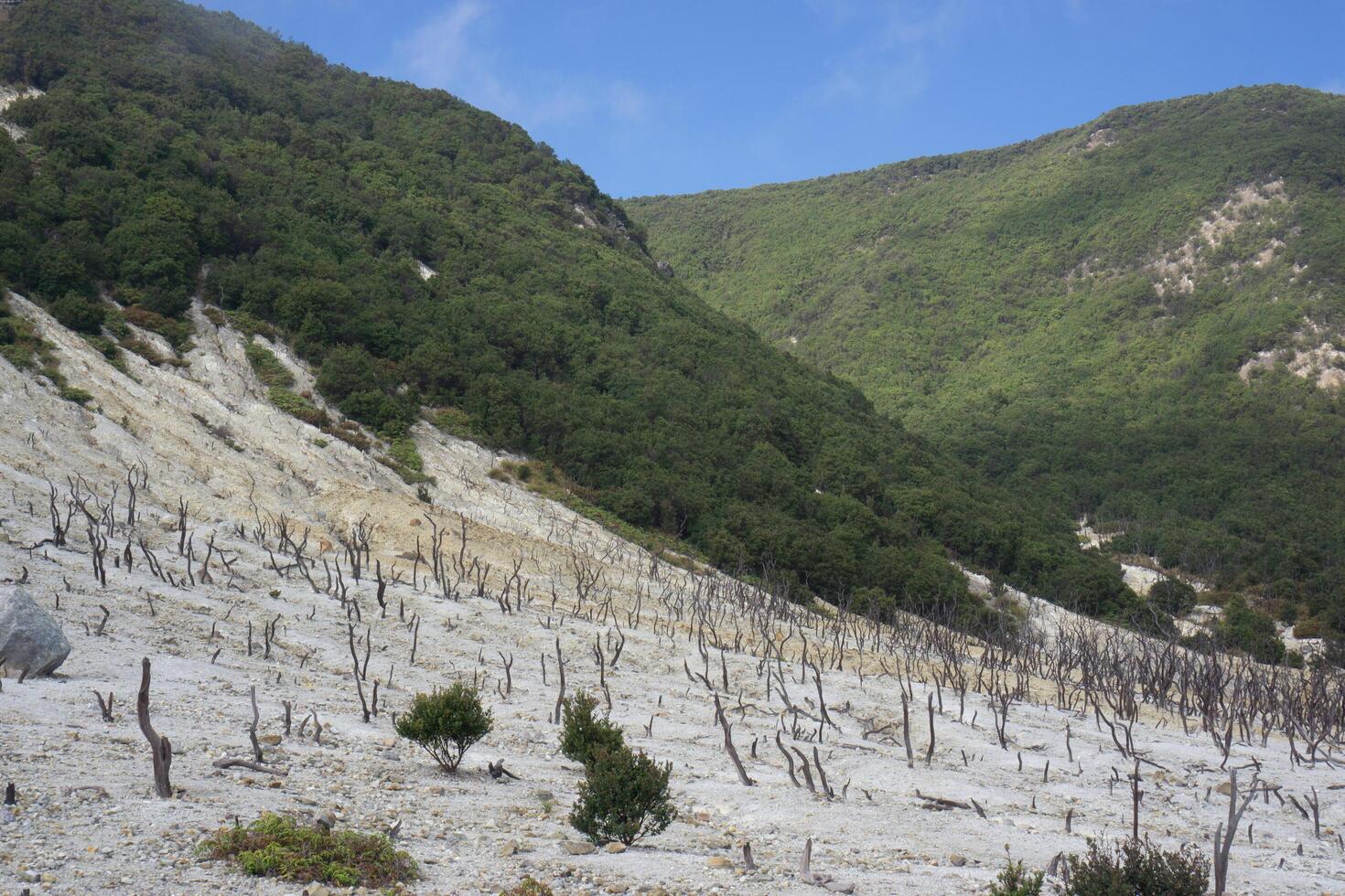Mount Papandayana valley, dead forest area, Garut, West Java, Indonesia photo