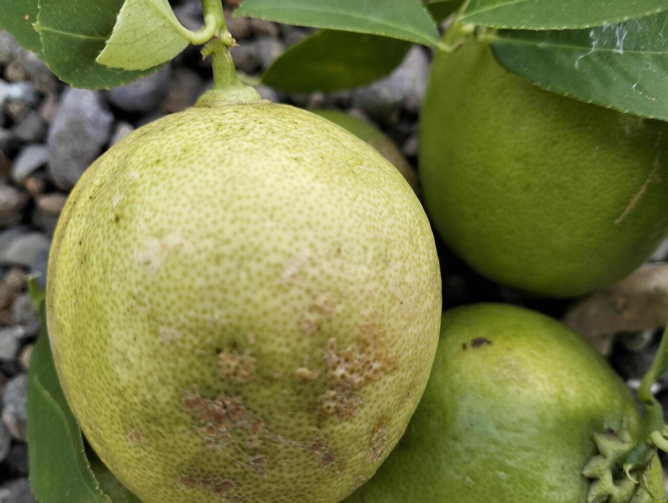 Close up of green ripe lemon fruit and green leaves in bowl, with pebbles background, Meyer lemon, Citrus Lemon, garden photo