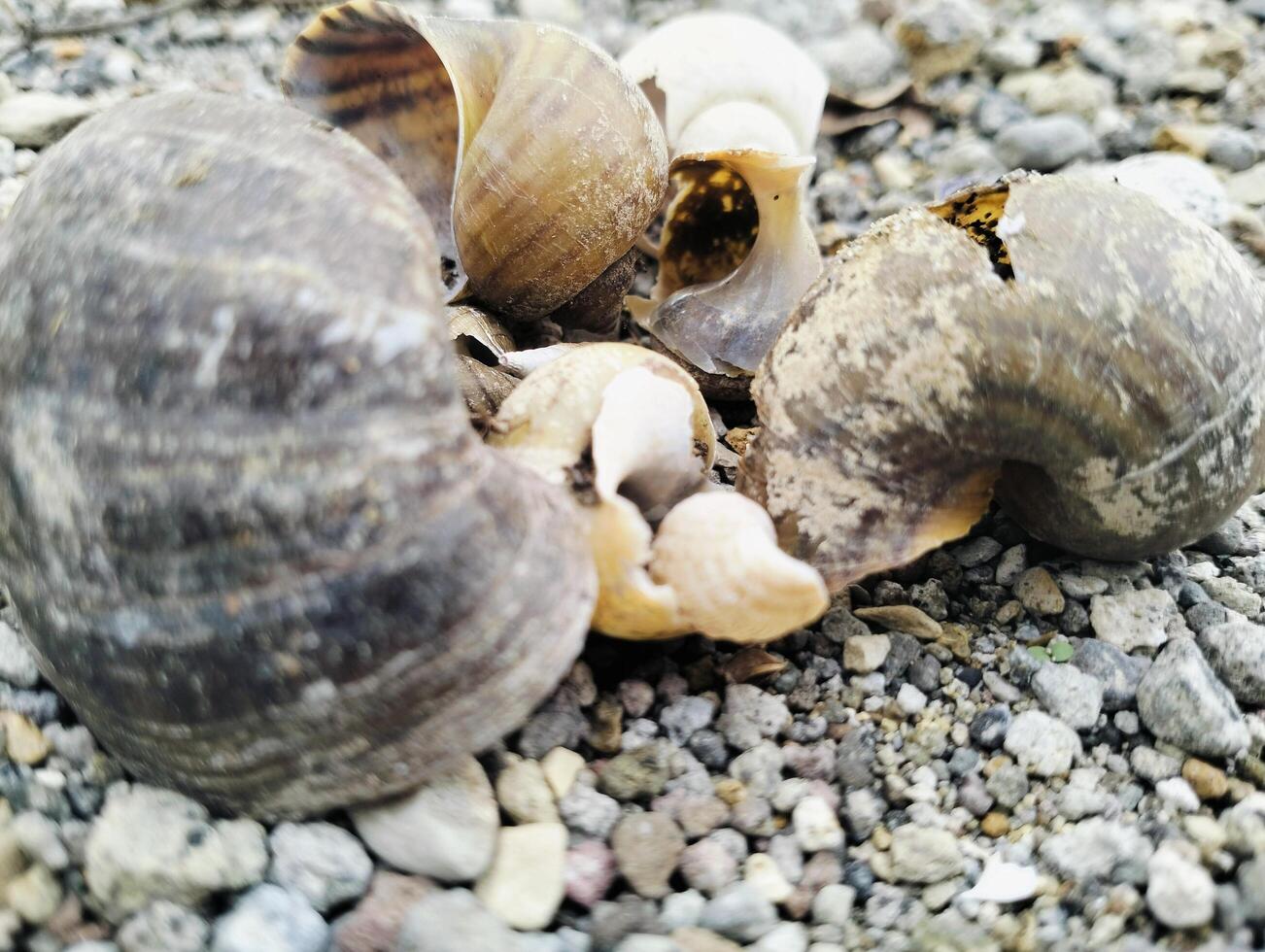 Uniquely Shaped Clam Shells Found Among Rocks and Pebbles photo