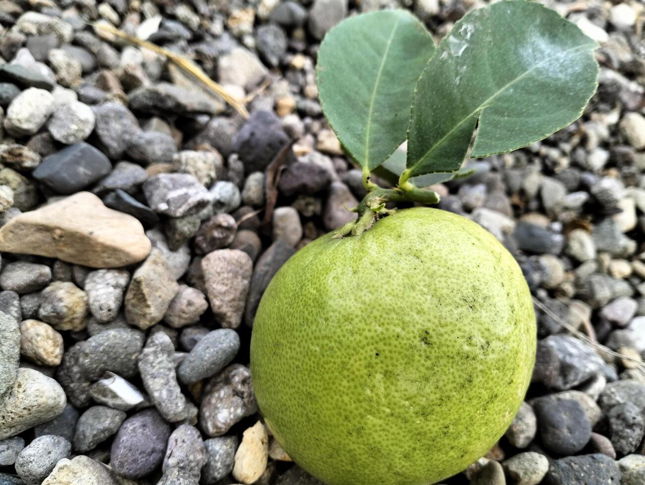 One Lemon Fruits with Leaf Detail Close up of green ripe lemon fruit and green leaves in bowl, with pebbles background, Meyer lemon, Citrus Lemon photo