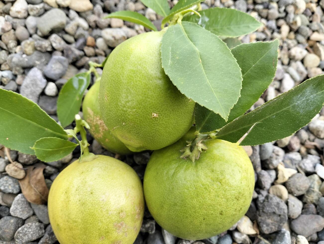 Lemon Fruits with Leaf Detail, Close up of green ripe lemon fruit and green leaves, with pebbles background photo