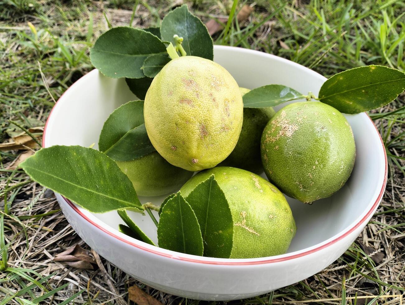 Green ripe lemon fruit and green leaves in bowl Natural Lemon Fruits on Stone Path photo